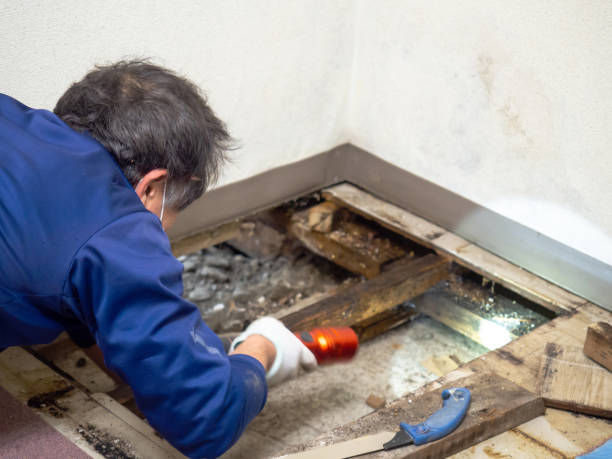 Best Office Mold Removal Services  in Oelwein, IA