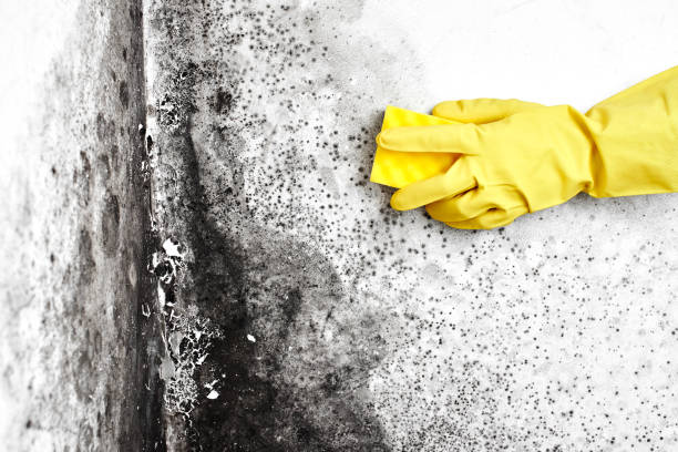 Best Attic Mold Removal  in Oelwein, IA