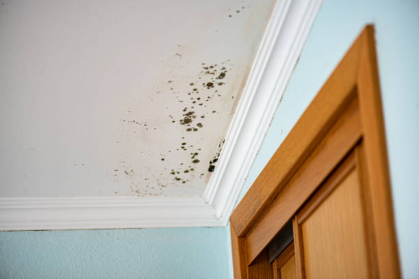 Best Residential Mold Removal  in Oelwein, IA