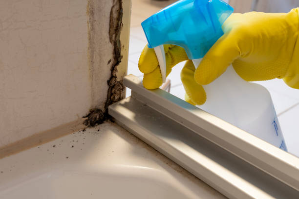 Crawl Space Mold Removal in Oelwein, IA