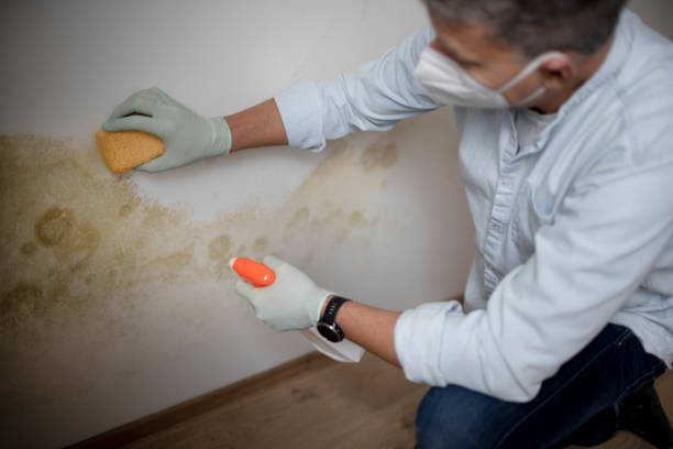 Best Certified Mold Removal  in Oelwein, IA