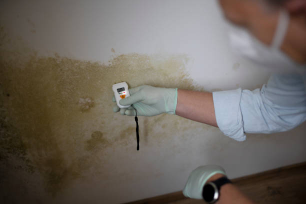 Best Toxic Mold Removal  in Oelwein, IA