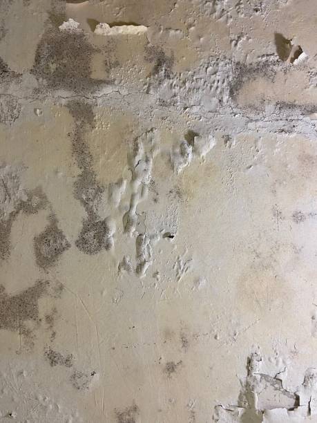 Best Mold Removal Company Near Me  in Oelwein, IA