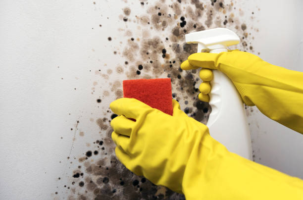 Best Mold Testing  in Oelwein, IA