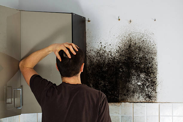 Best Home Mold Removal  in Oelwein, IA