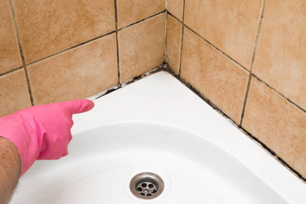 Best Mold Inspection  in Oelwein, IA