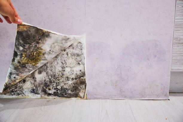Best Emergency Mold Removal  in Oelwein, IA